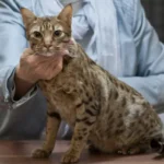 ocicat