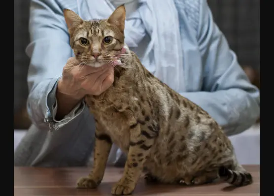 Ocicat, el gato moteado