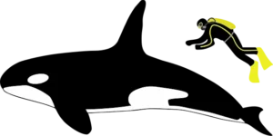 Orca: Orcinus orca