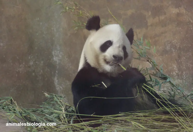 Oso panda, información y características principales