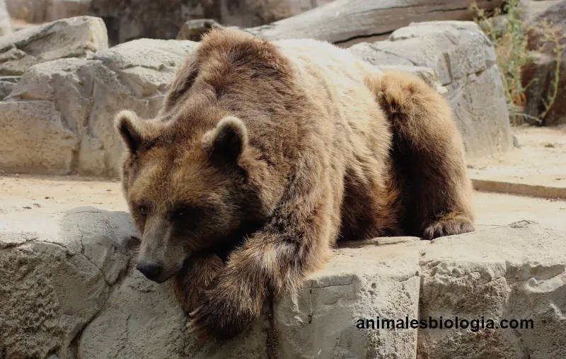 Oso pardo, característica y descripción de la especie