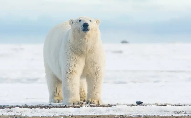 Información sobre el oso polar