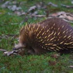 tachyglossus-aculeatus-equina-comun