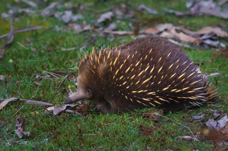 Tachyglossus aculeatus: Equidna común