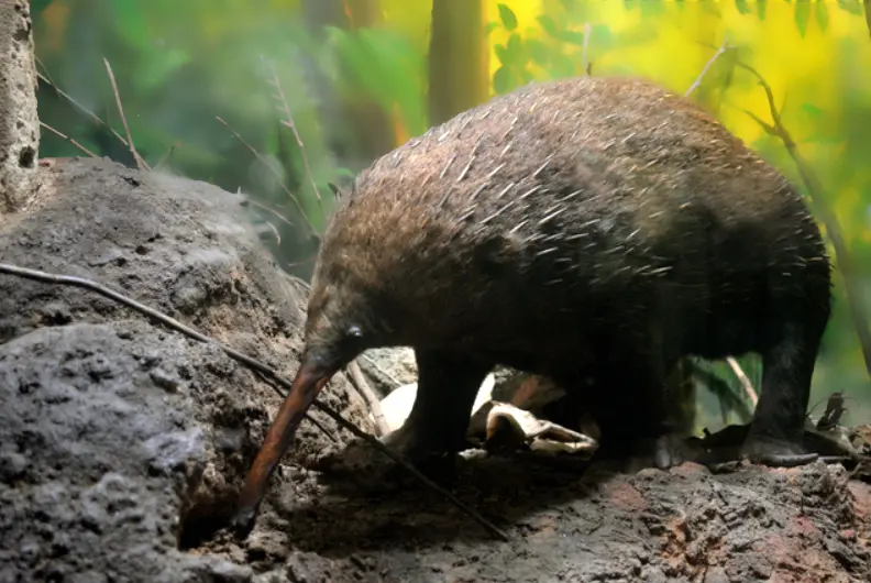 Zaglossus bruijni: equidna de hocico alargado