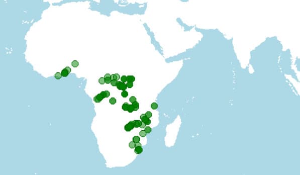 Distribución de Brycinus imberi