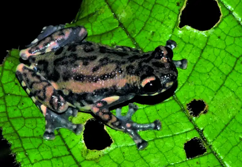 Allophryne ruthveni, rana de Tukeit Hill