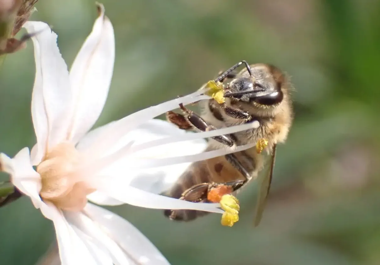 Abeja melífera