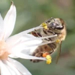 apis-mellifera