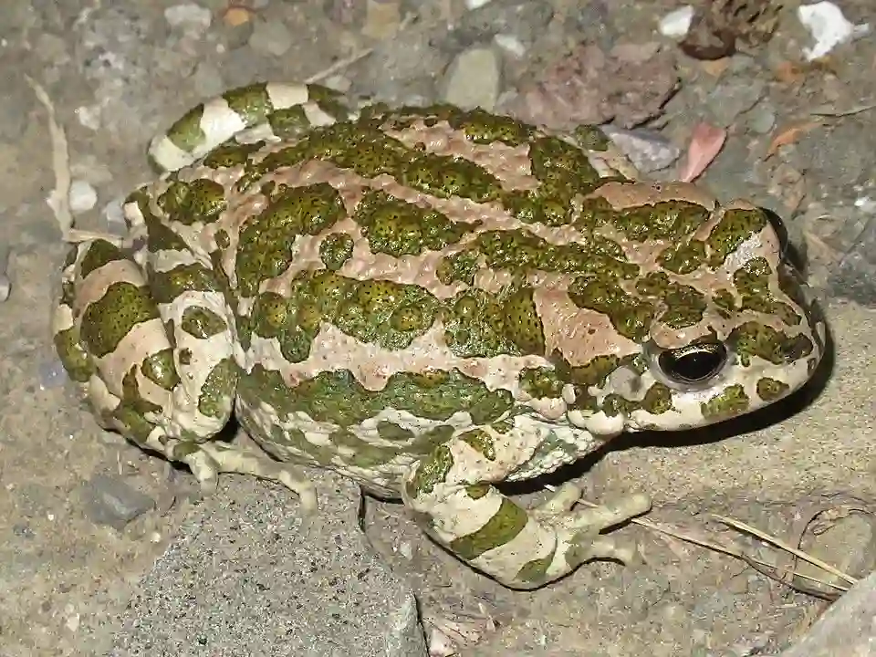 Bufotes pewzowi, sapo de Xinjiang o de Pewzow