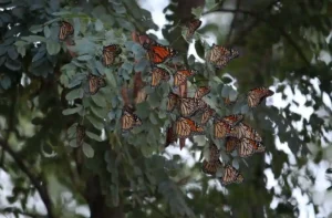 Cómo el calentamiento global altera la vida de mariposas y polillas