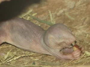 Rata topo desnuda: la biología que desafía a la muerte