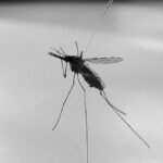 anopheles-gambiae