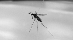 Control de la malaria a través de un emanador pasivo que elimina a los mosquitos