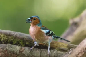 Dispersión de semillas en las aves