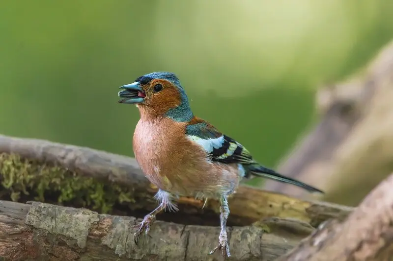 Dispersión de semilla plantas-aves