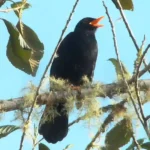 Mirlo serrano, Turdus serranus mirlo-serrano-turdus-serranus