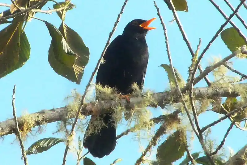 Mirlo serrano, Turdus serranus