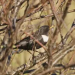 Turdus torquatus: mirlo capiblanco turdus-torquatus-mirlo-capiblanco