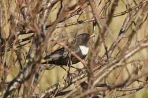 Turdus torquatus: mirlo capiblanco