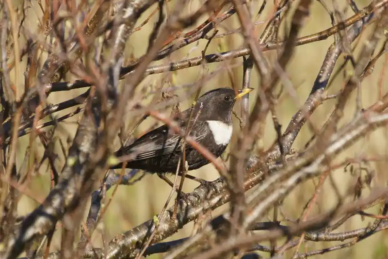 Turdus torquatus (Mirlo capiblanco)