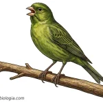 canario-cantor-espanol